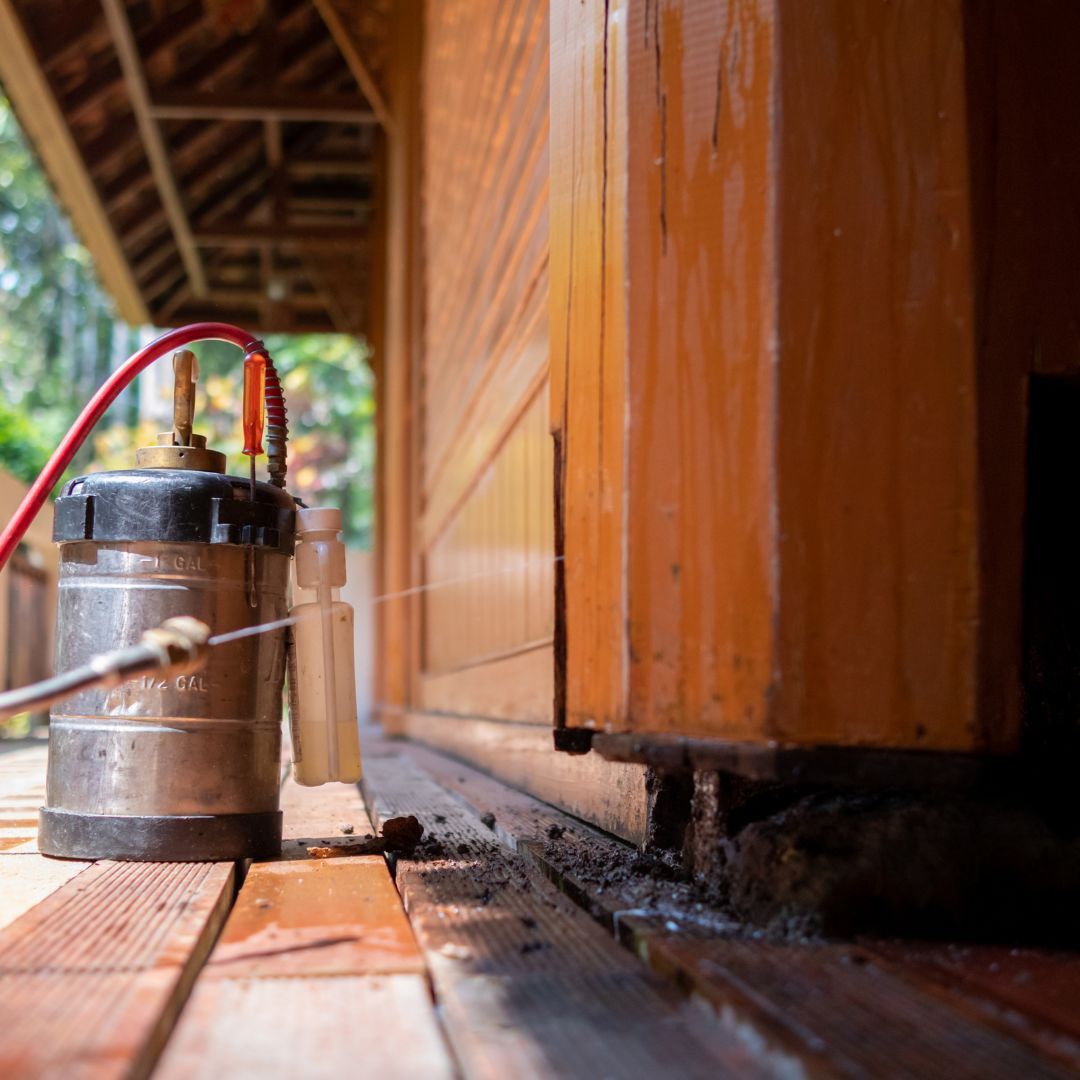 Fumigacion de termitas