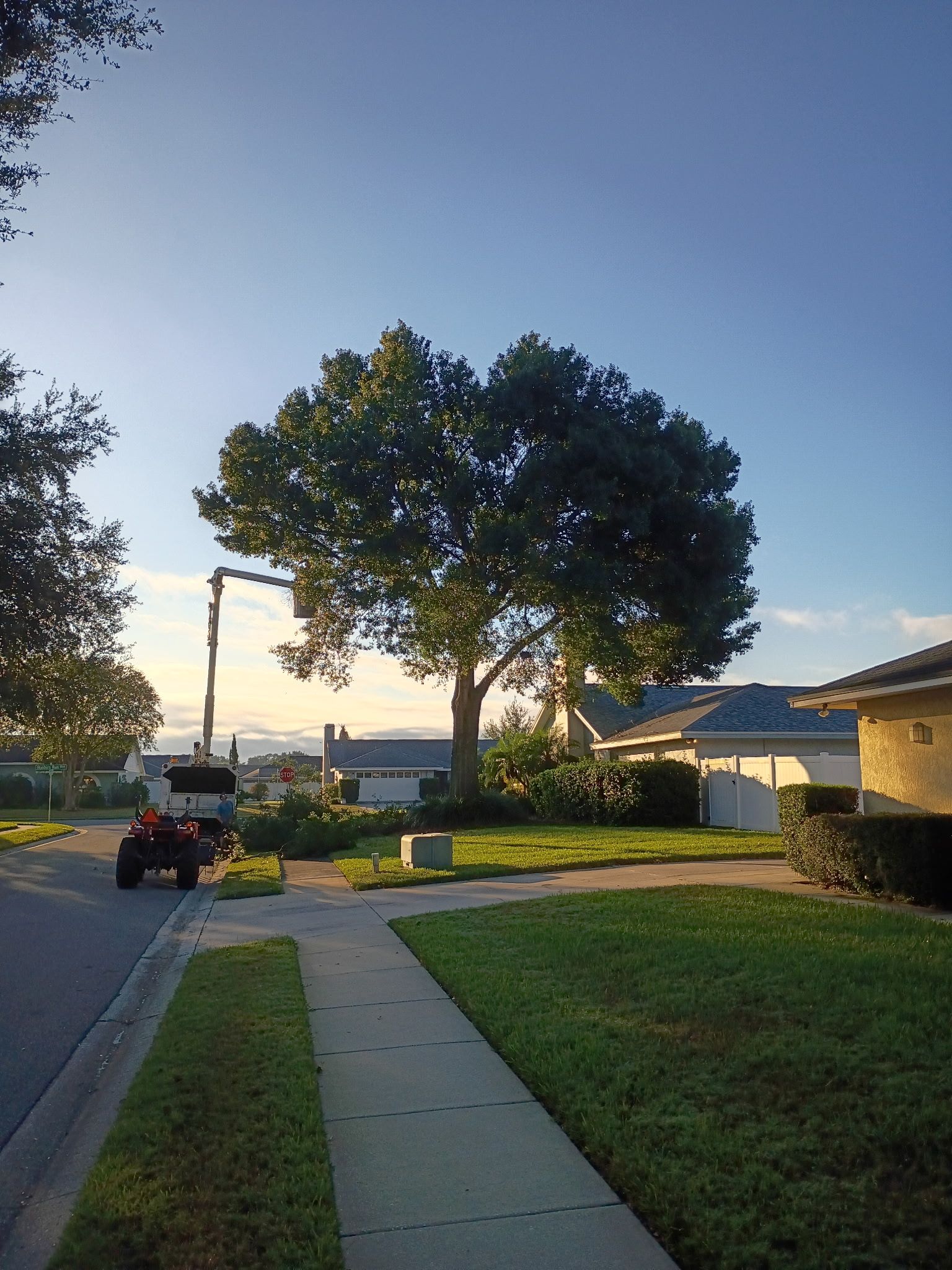 Tree trimming in progress with a lift, near houses on a sunny day.
