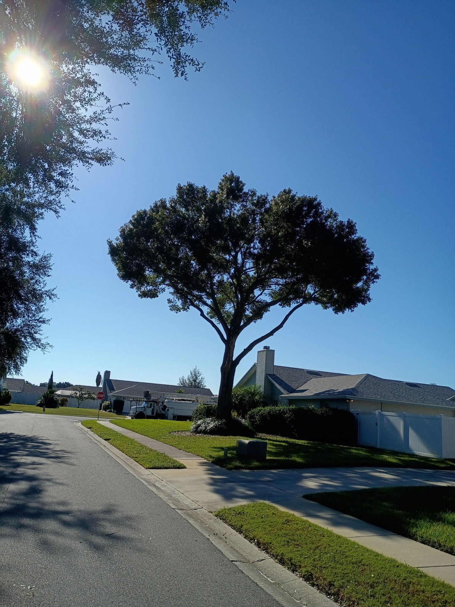 Sunny day, tree in front of houses on a street. Clear blue sky and bright sun.