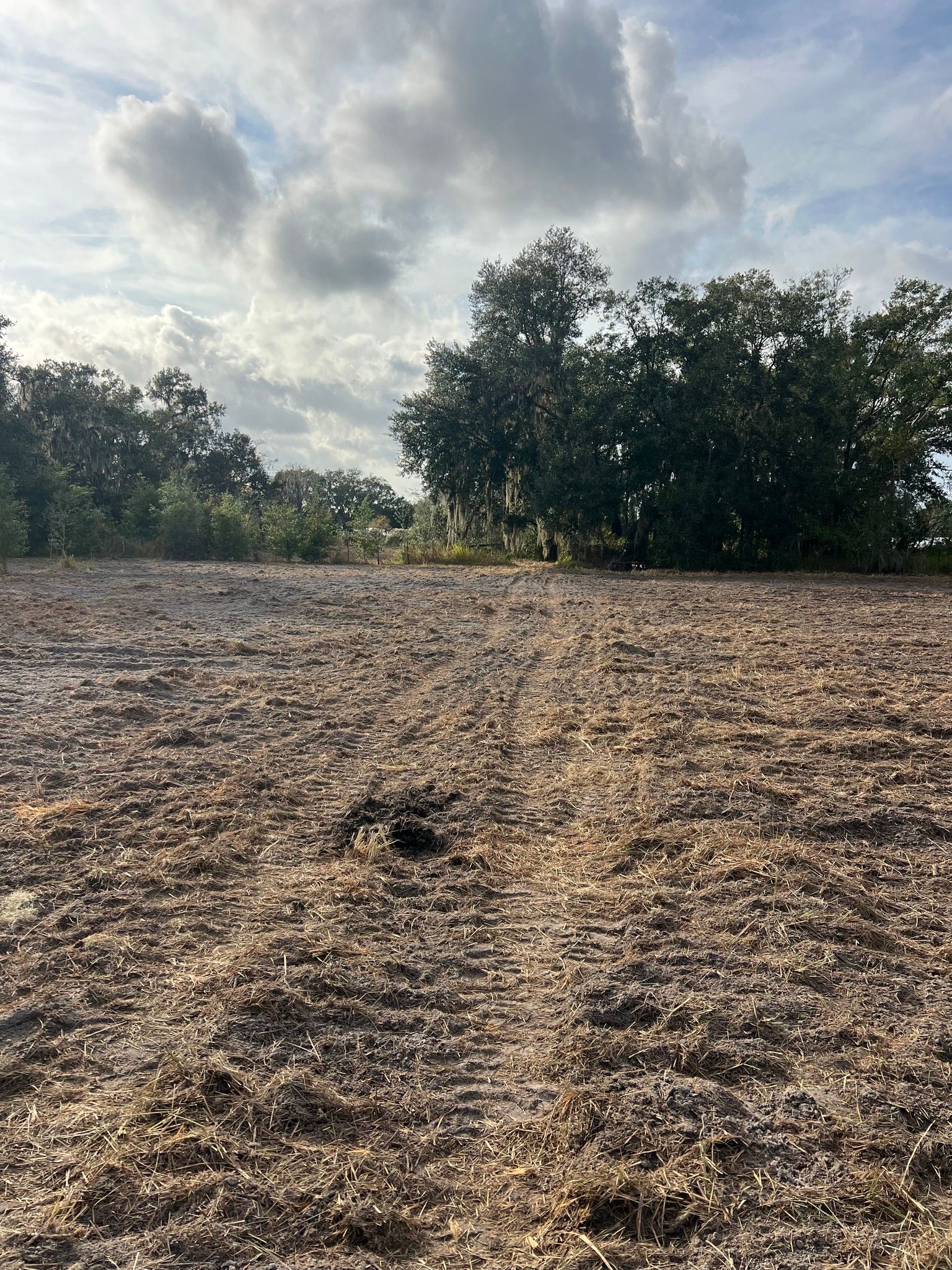 Field of mulch with trees under a cloudy sky.