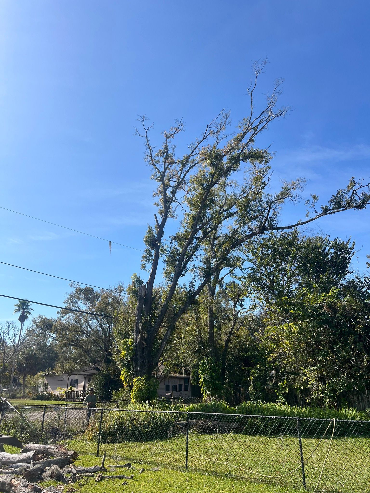 Tall tree with sparse green leaves against a blue sky, set behind a grassy yard and fence.