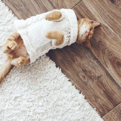 Orange cat wearing a white sweater with sheep accents, sleeping on a wooden floor and a white rug.