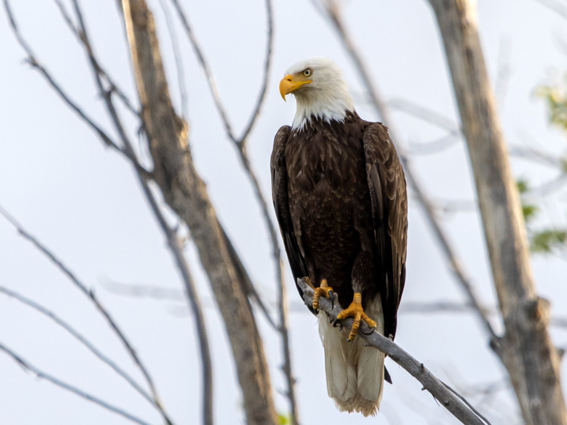 Bald eagle perched on a tree branch, looking to the left. White head, yellow beak and talons, brown body.