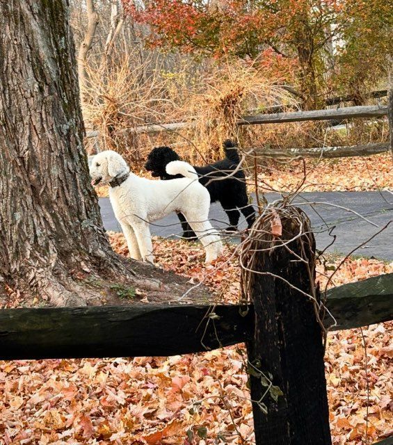 A black and white dog standing next to a tree