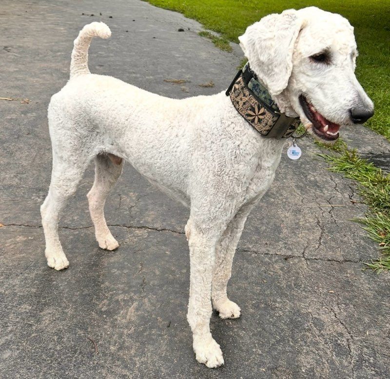 A white standard poodle with a fun collar standing on the cement pathway next to the grass outside.