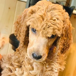 Standard Poodle Puppies | MizzElle's Standard Poodles | NY