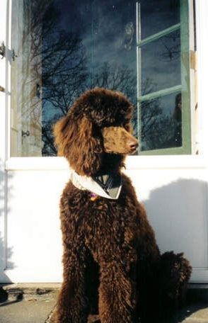A brown poodle is sitting in front of a white door.