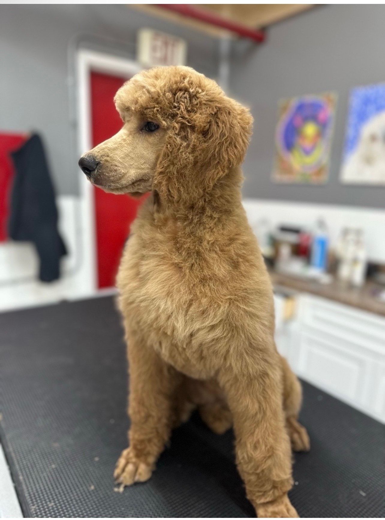 A brown poodle is sitting on a table in a room.