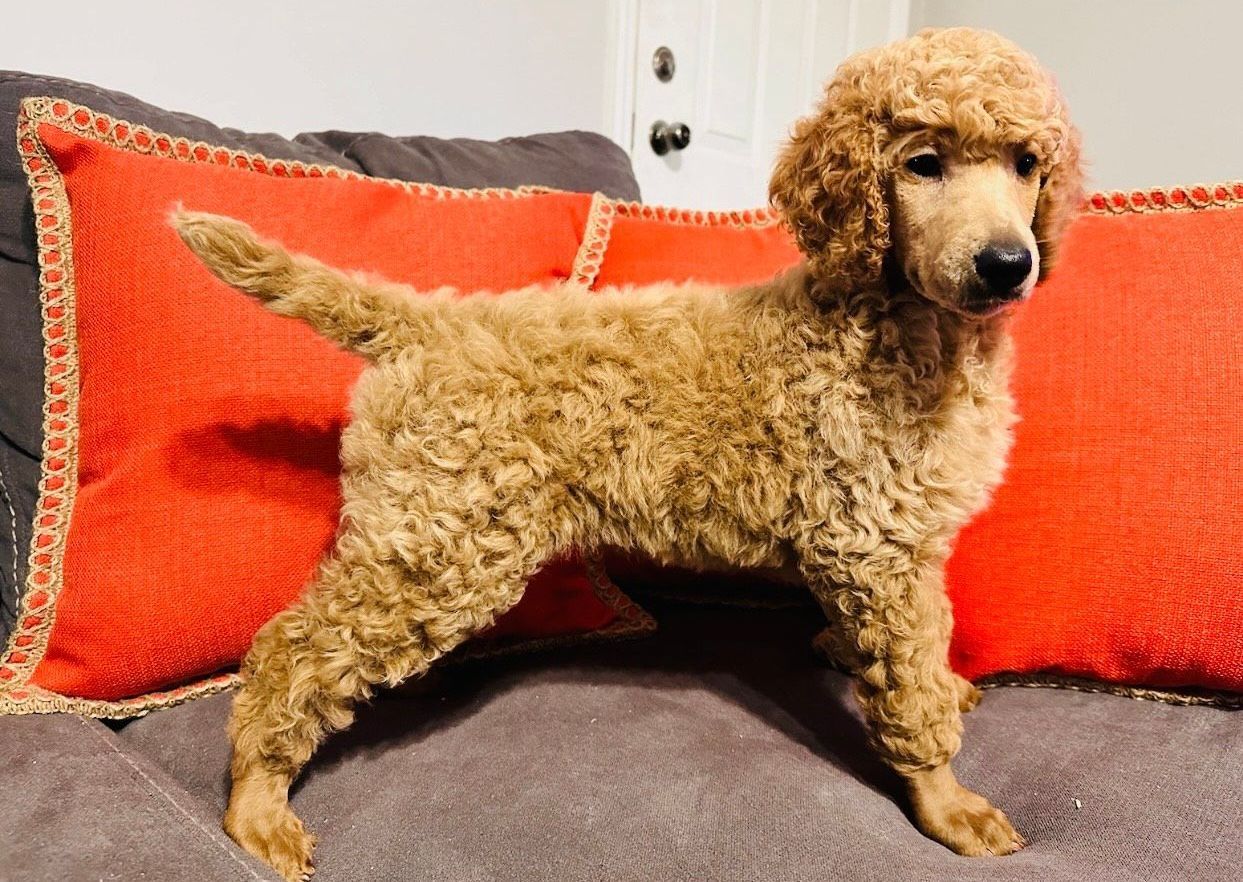 A poodle puppy is standing on a couch next to a red pillow.