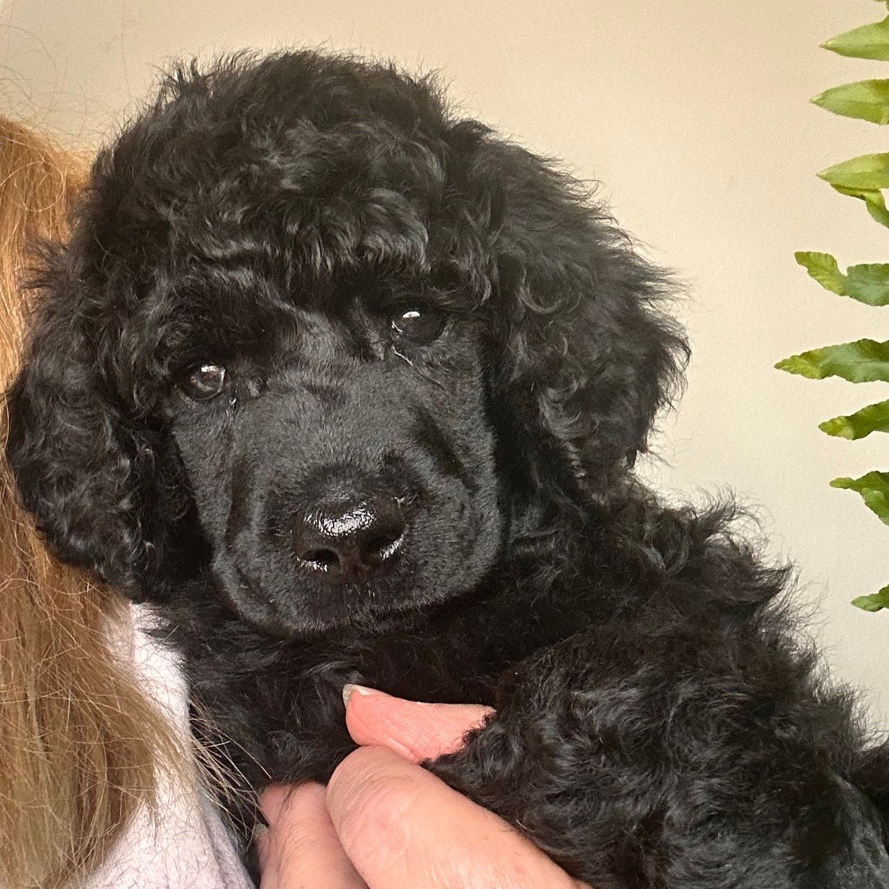 A woman is holding a black standard poodle puppy in her arms