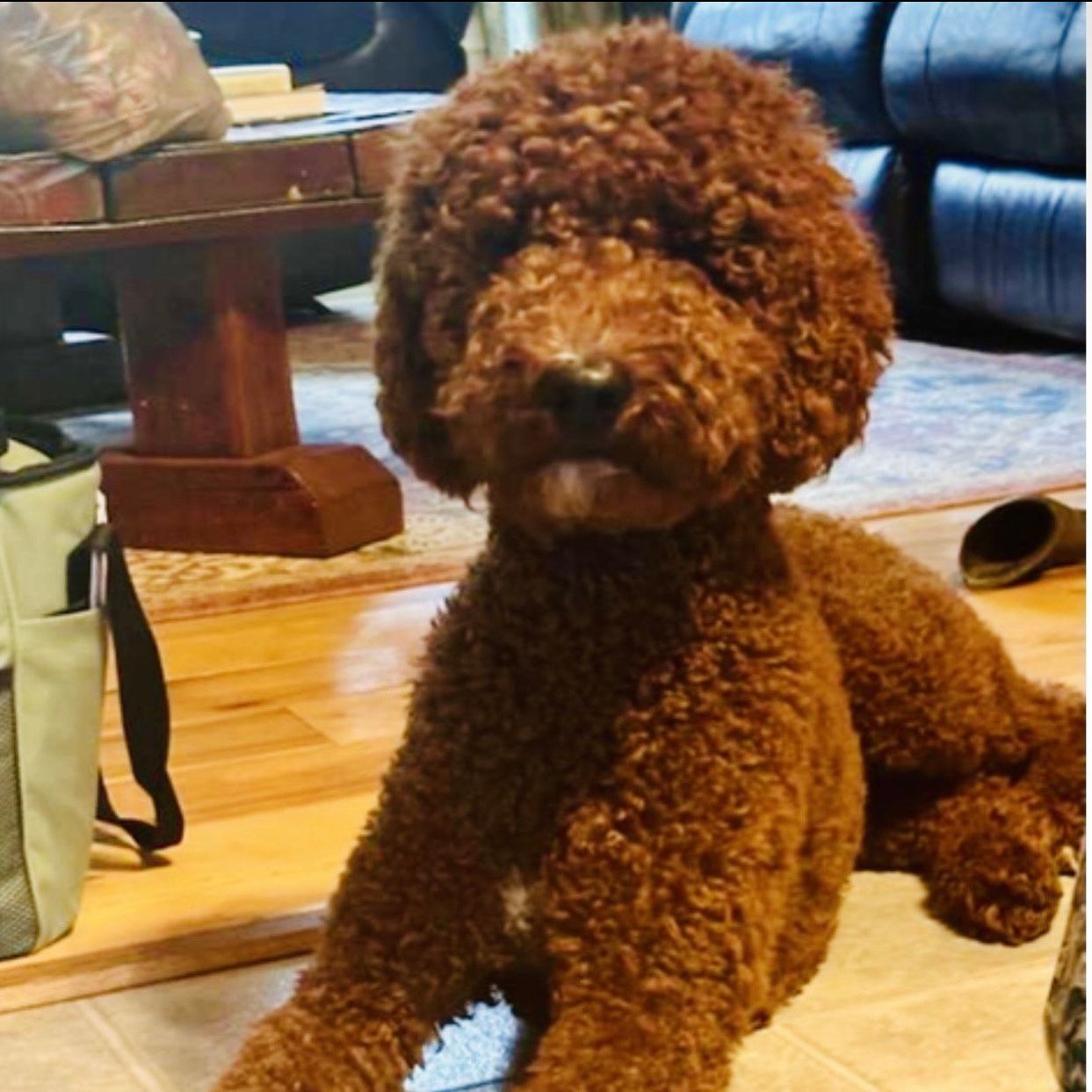 A red Standard Poodle laying down on the floor.