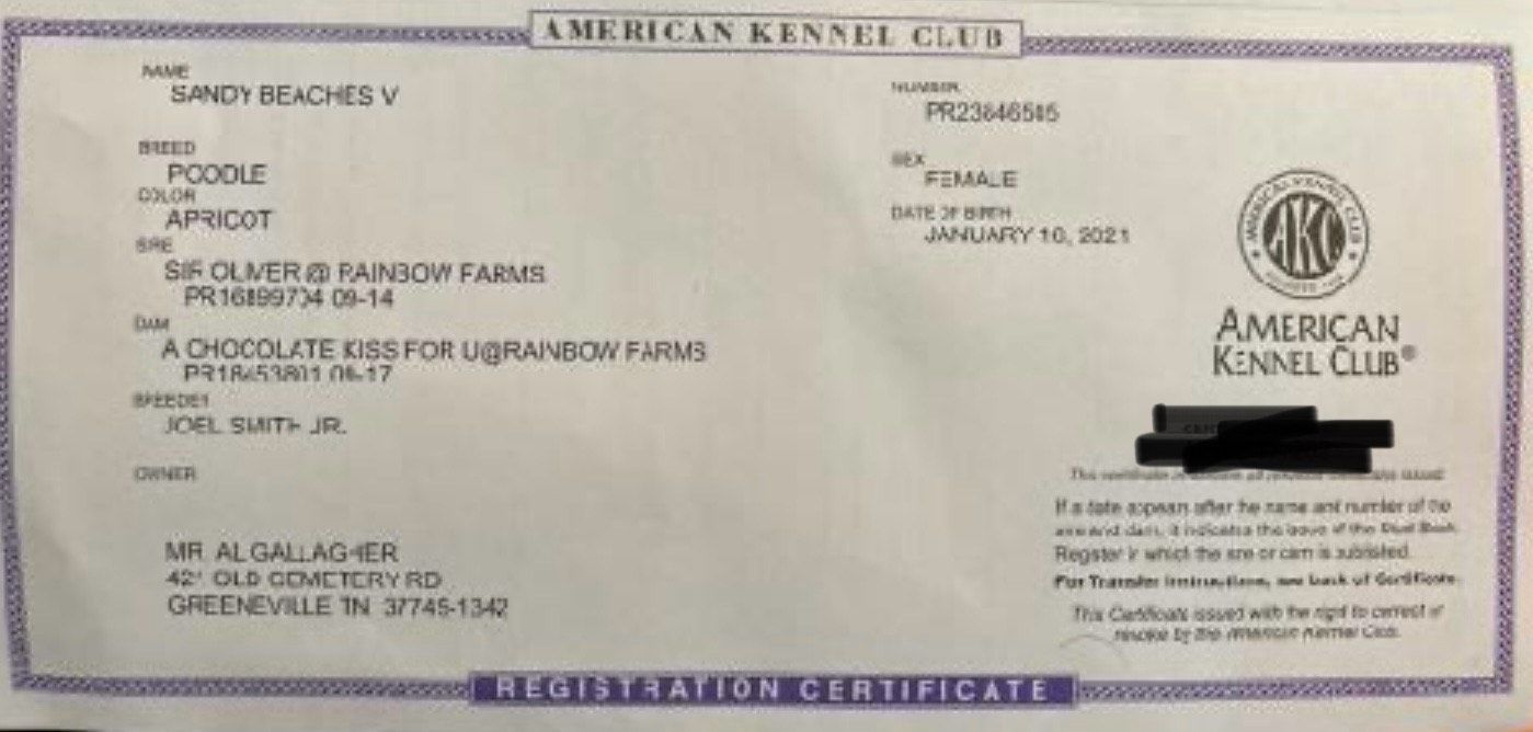 A close up of an american kennel club certificate