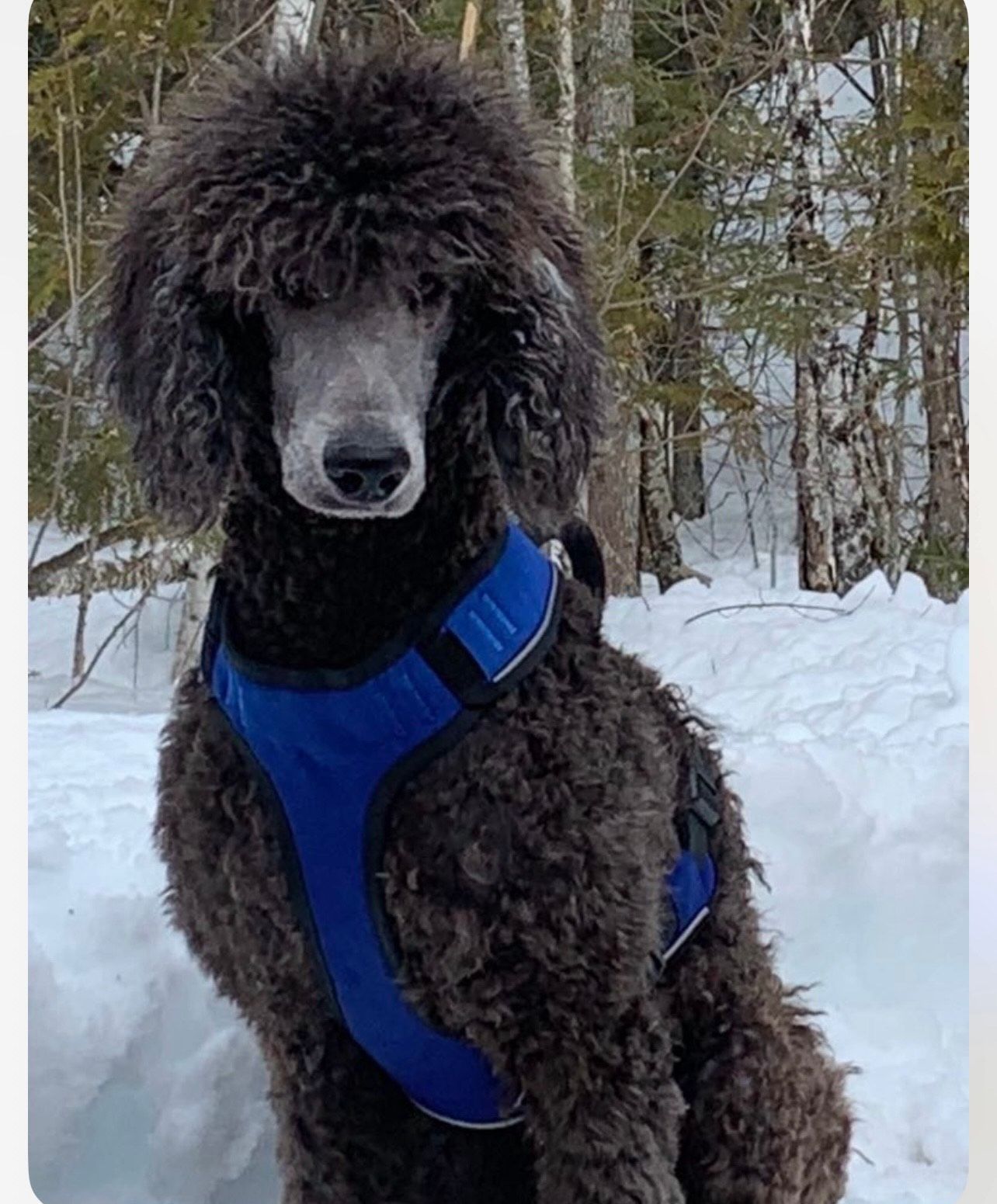 A silver Poodle sitting in front of a tree in the snow with a blue collar on.