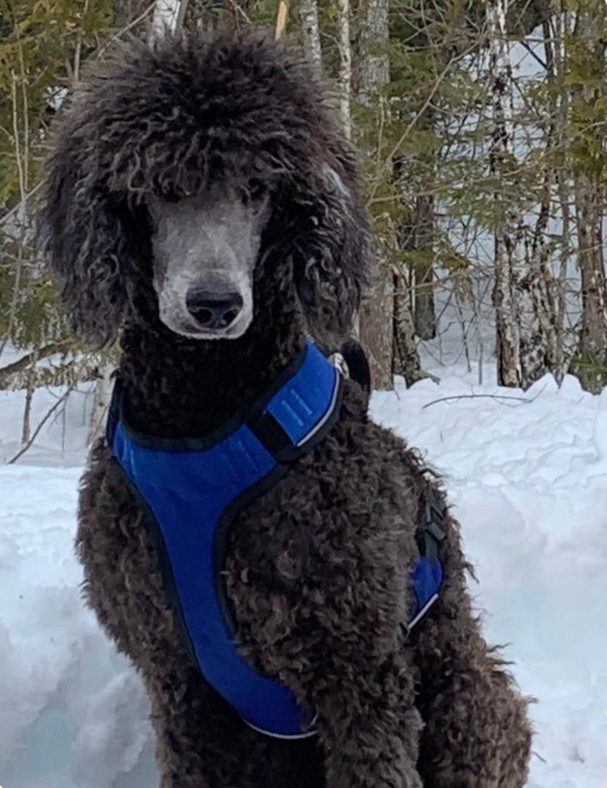 A silver Poodle sitting in front of a tree in the snow with a blue collar on.
