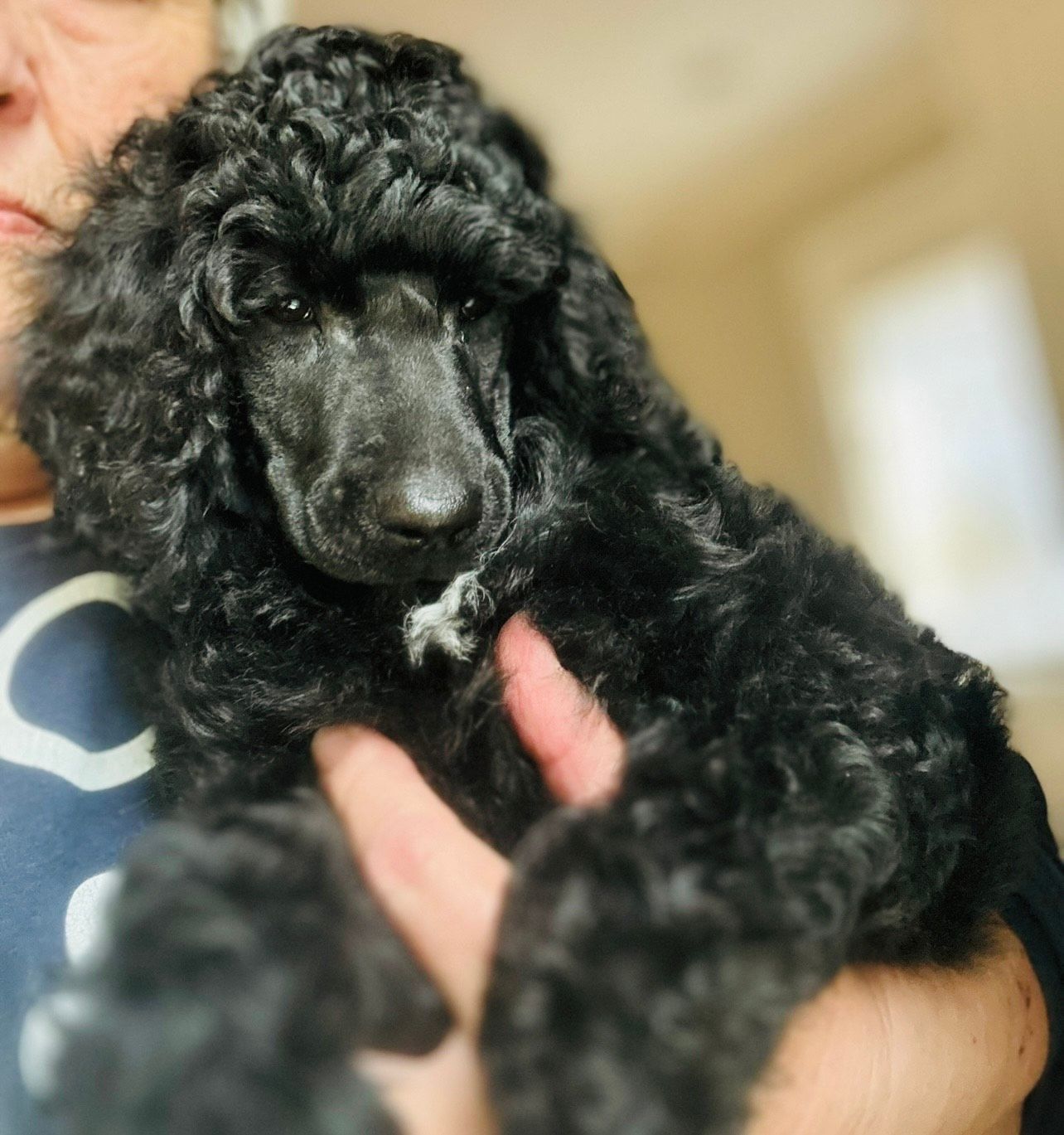 A person holding a black standard poodle puppy in their arms.