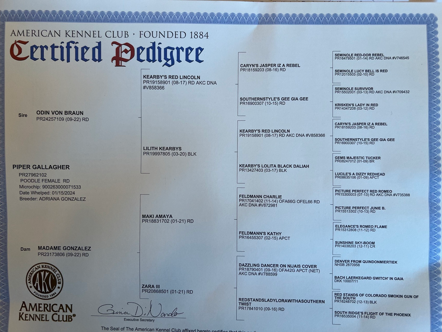 A certified pedigree showing a Standard Poodle's results from the american kennel club