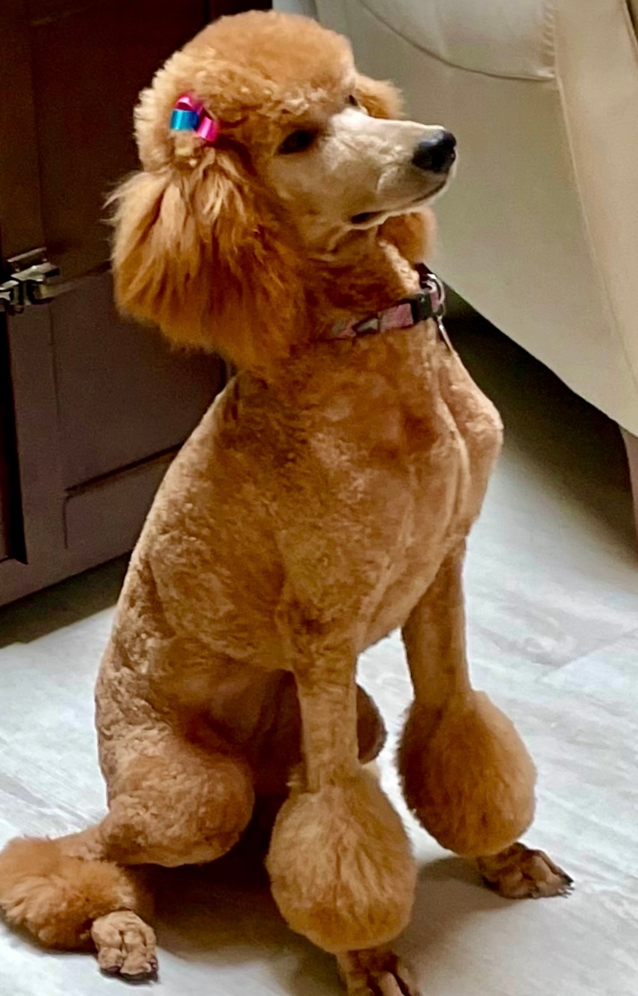 Brown poodle with a shaved body, sporting a bow and posing indoors.