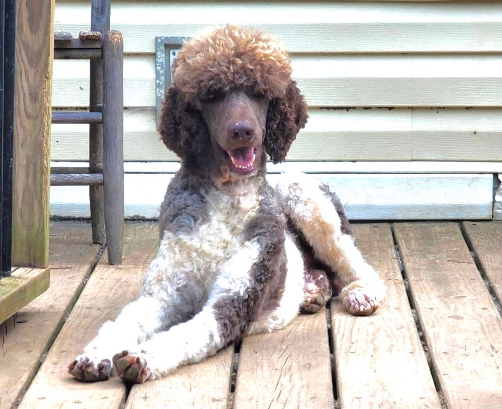 A brown and white poodle lounging on a wooden deck with a happy expression.
