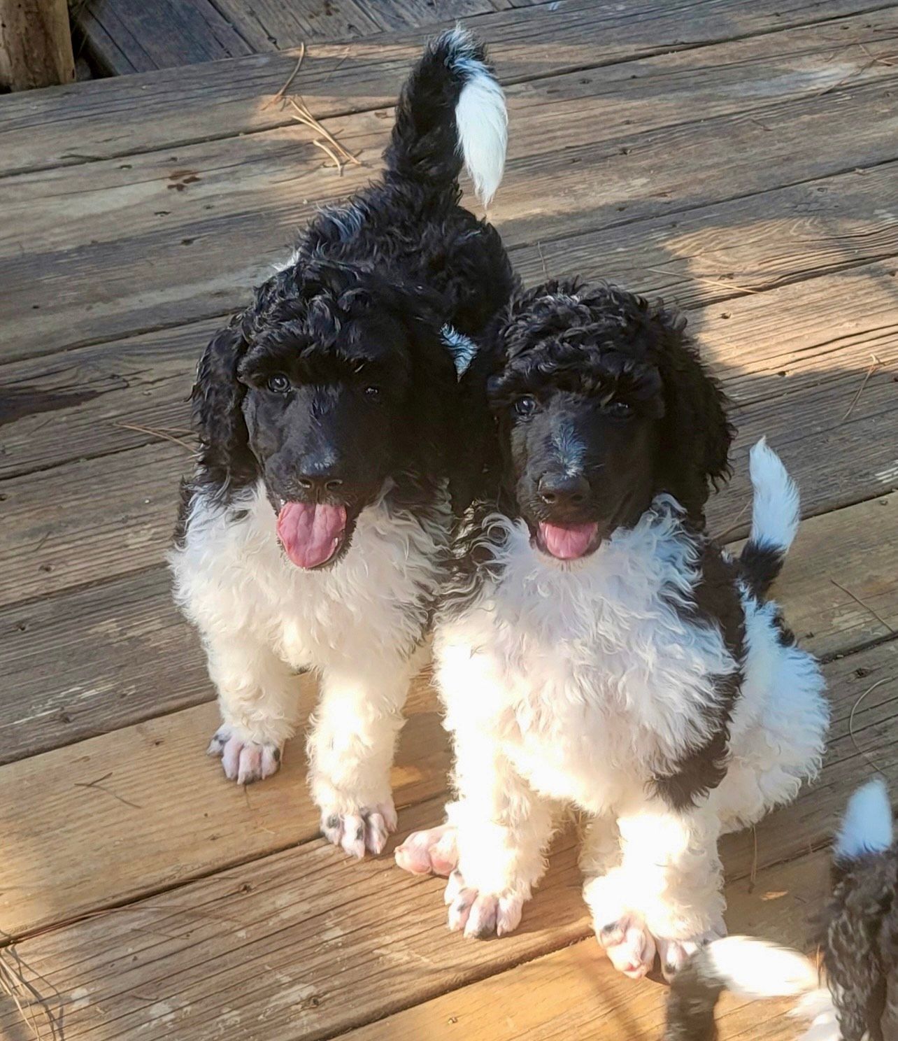 Two black and white poodle puppies on a wooden deck; one has its tongue out.