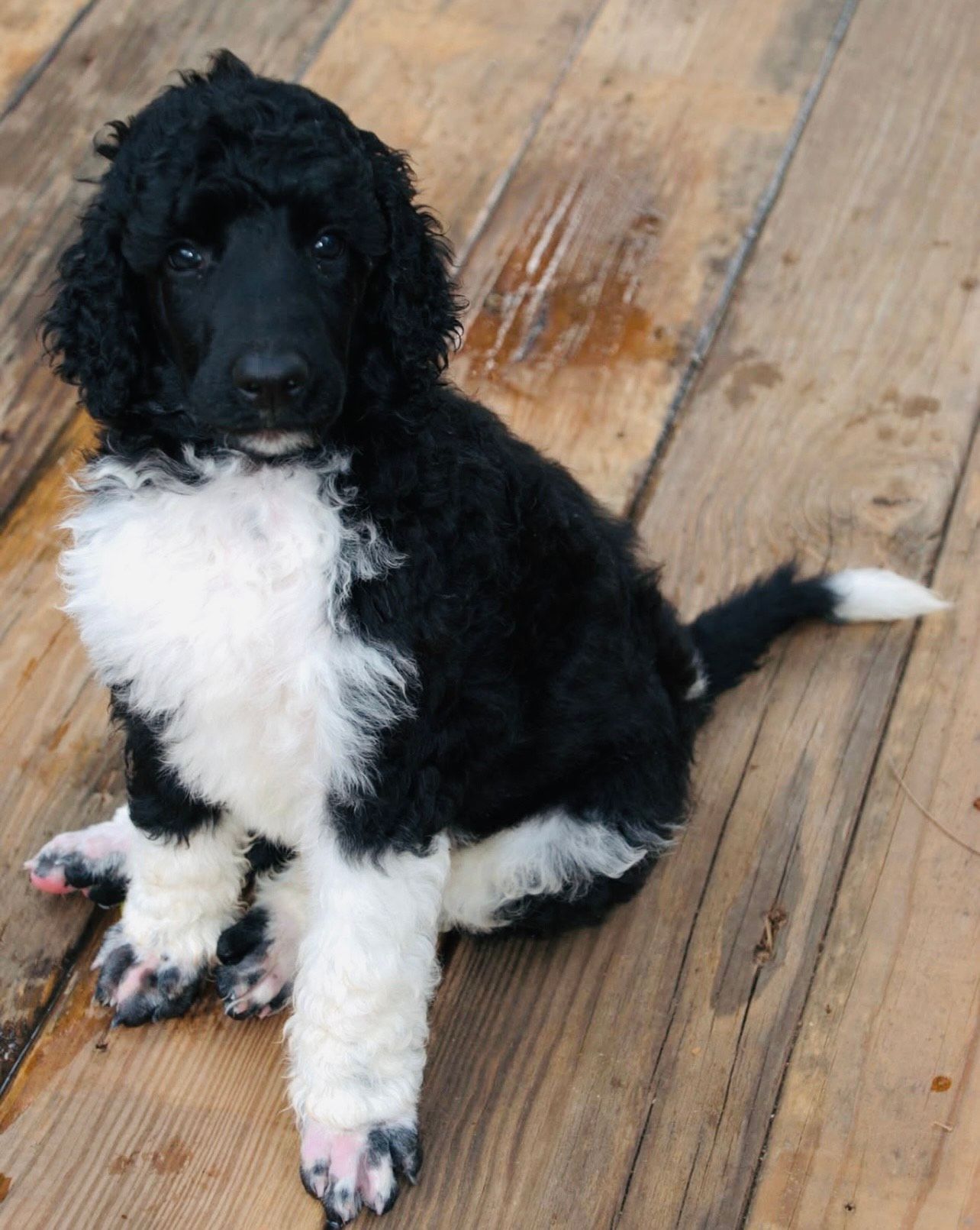 Black and white poodle puppy sits on wooden deck, looking at the viewer.