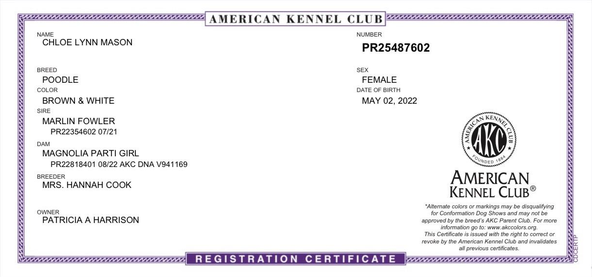 A certified Standard Poodle's results from the american kennel club
