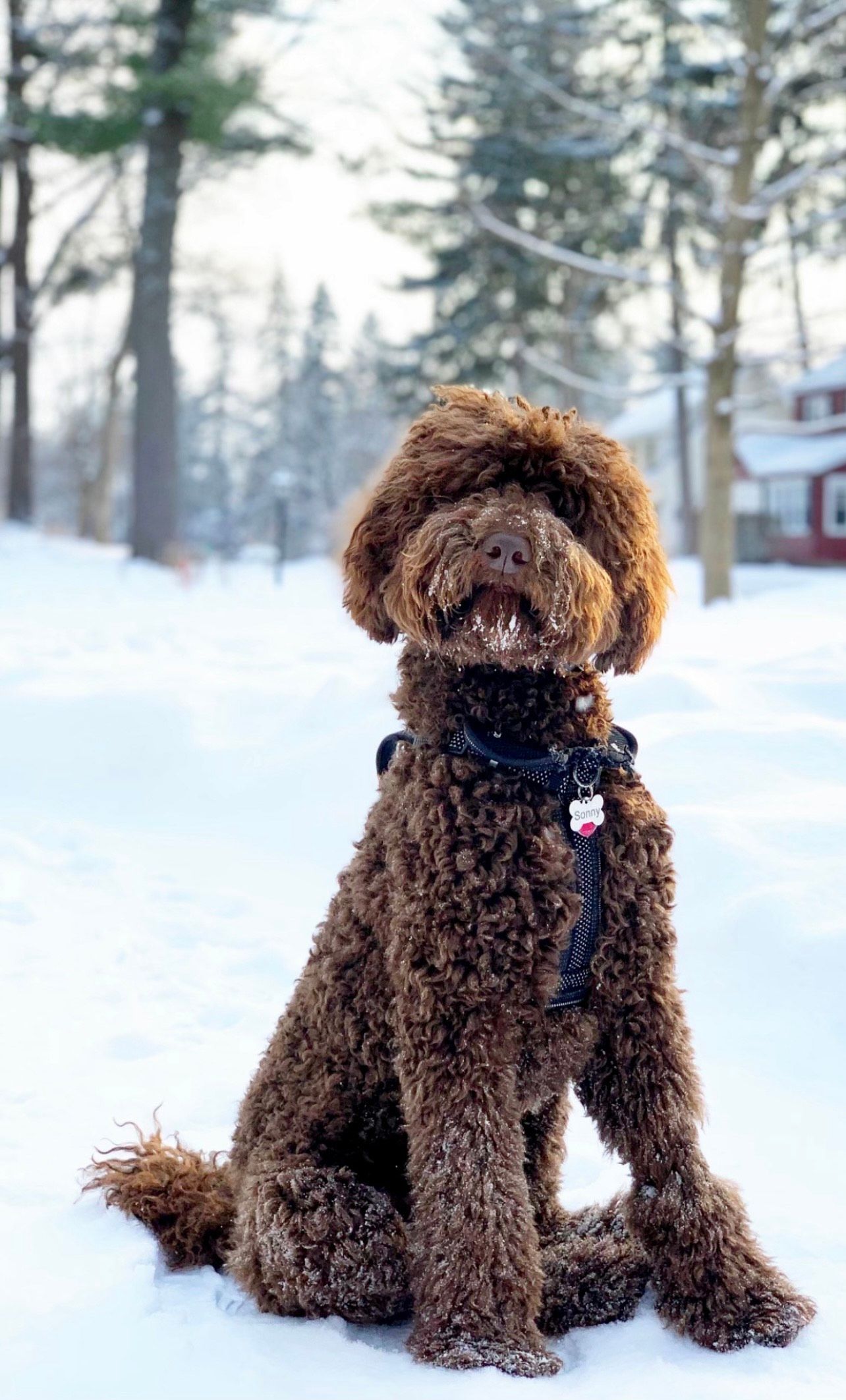 A brown standard poodle is sitting in the snow wearing a harness.
