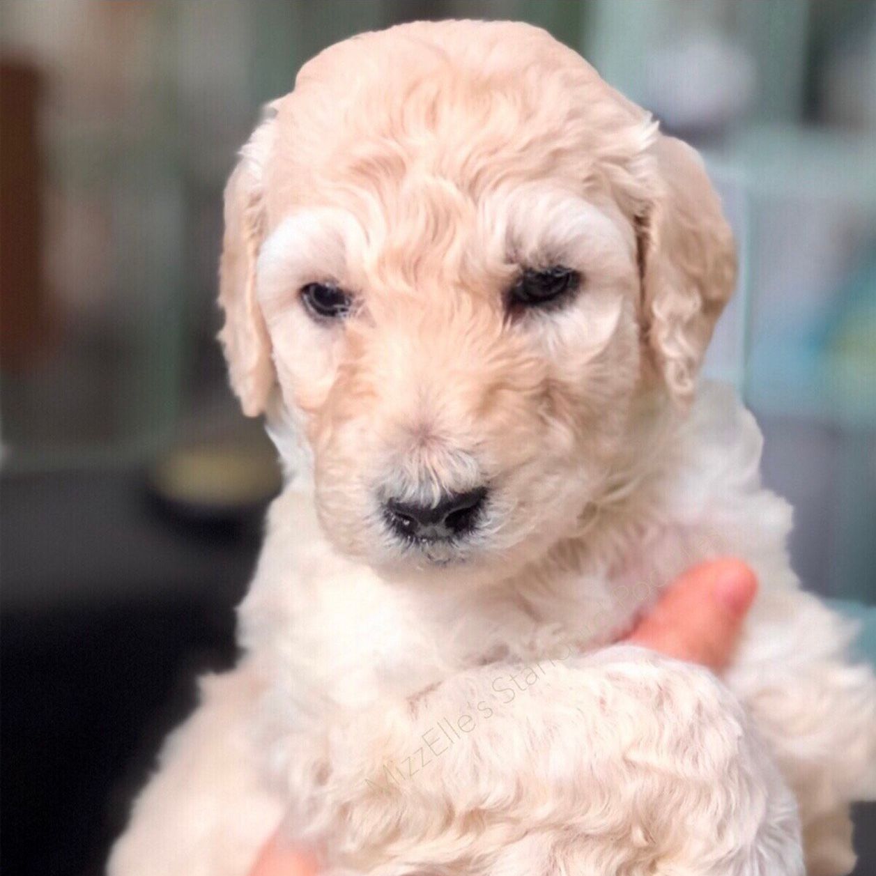 A person is holding a small white standard poodle puppy in their hands.