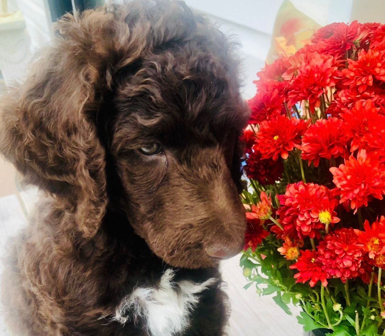 A brown standard poodle puppy is sniffing a bouquet of red flowers