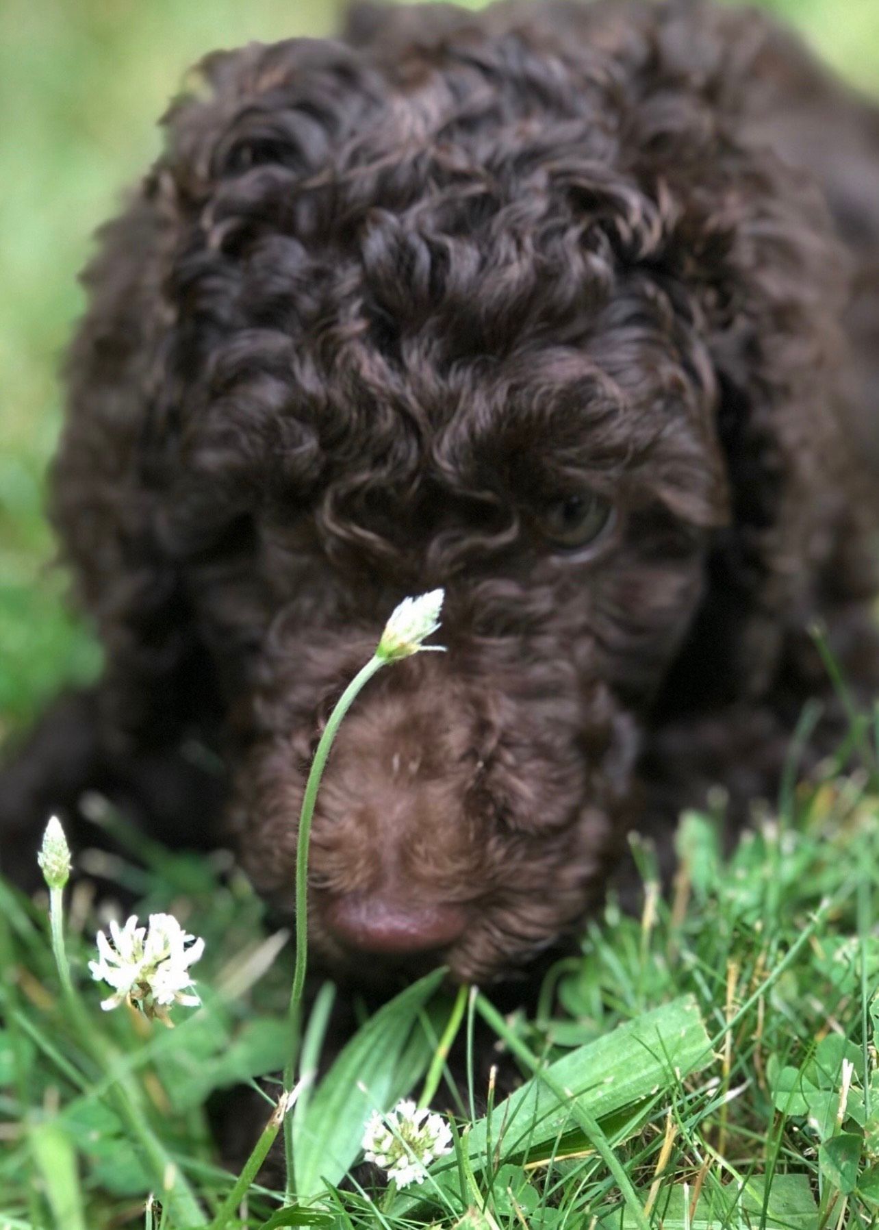 A brown standard puppy is laying in the grass sniffing a flower