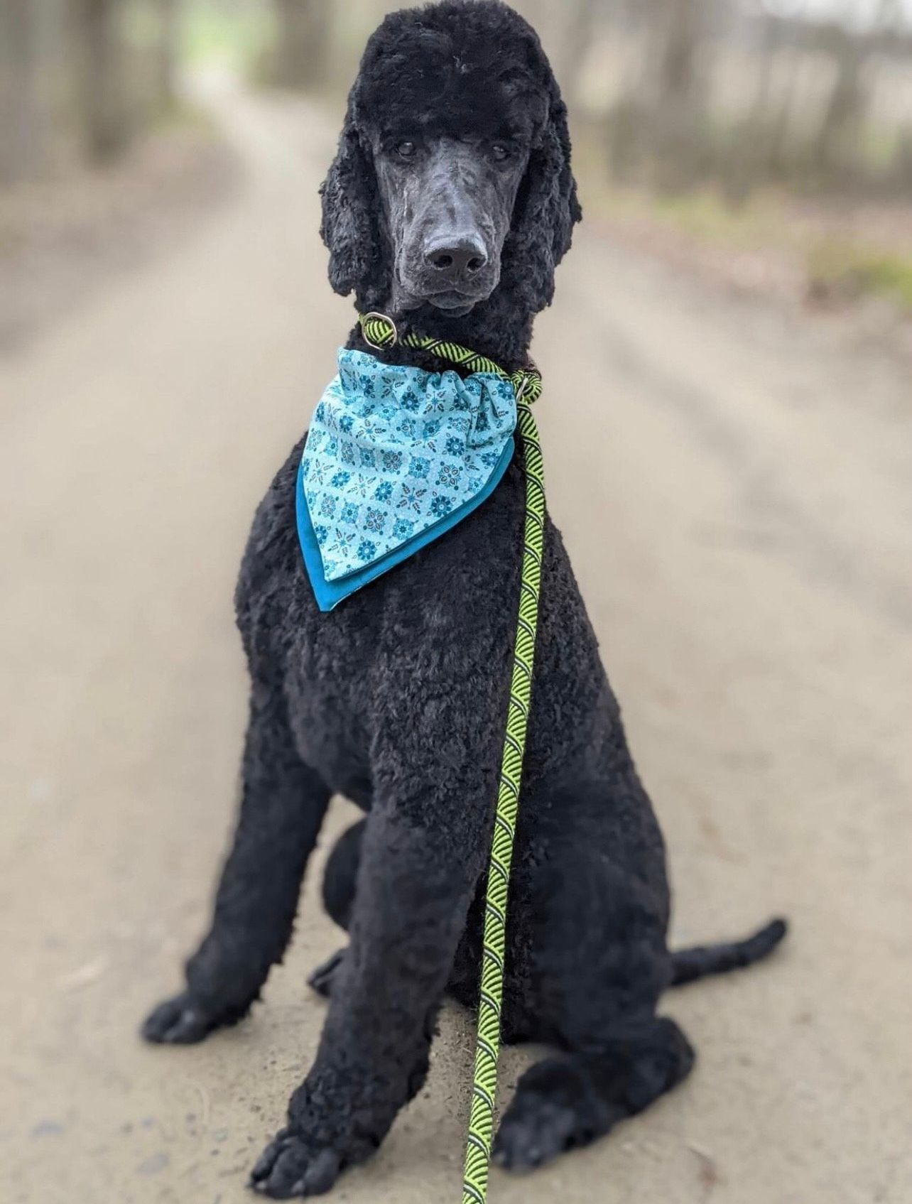 A black standard poodle wearing a blue bandana and a leash is sitting on a dirt road.