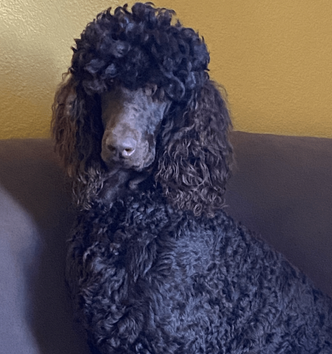 A black poodle is sitting on a couch and looking at the camera.