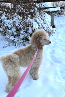 A poodle on a pink leash standing in the snow