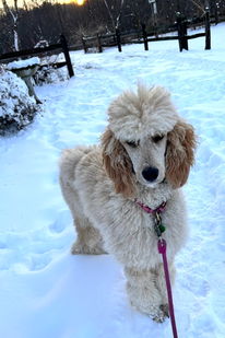 A poodle is standing in the snow on a leash.