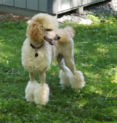 A poodle is standing in the grass with its tongue out