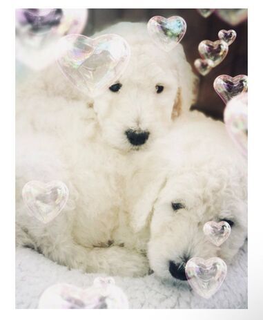 Two white puppies are laying next to each other with bubble hearts around them