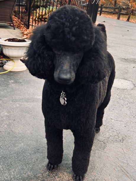 A black poodle is standing on a sidewalk looking at the camera