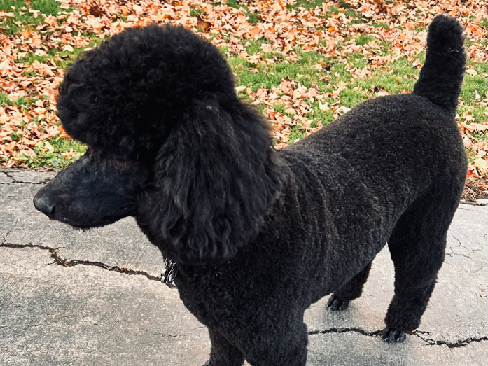 A black poodle is standing on a sidewalk with leaves in the background.
