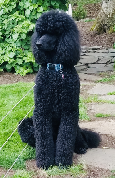 A black poodle is sitting on a sidewalk in the grass.