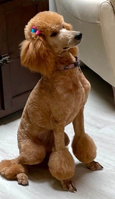 A brown poodle is sitting on the floor next to a chair.