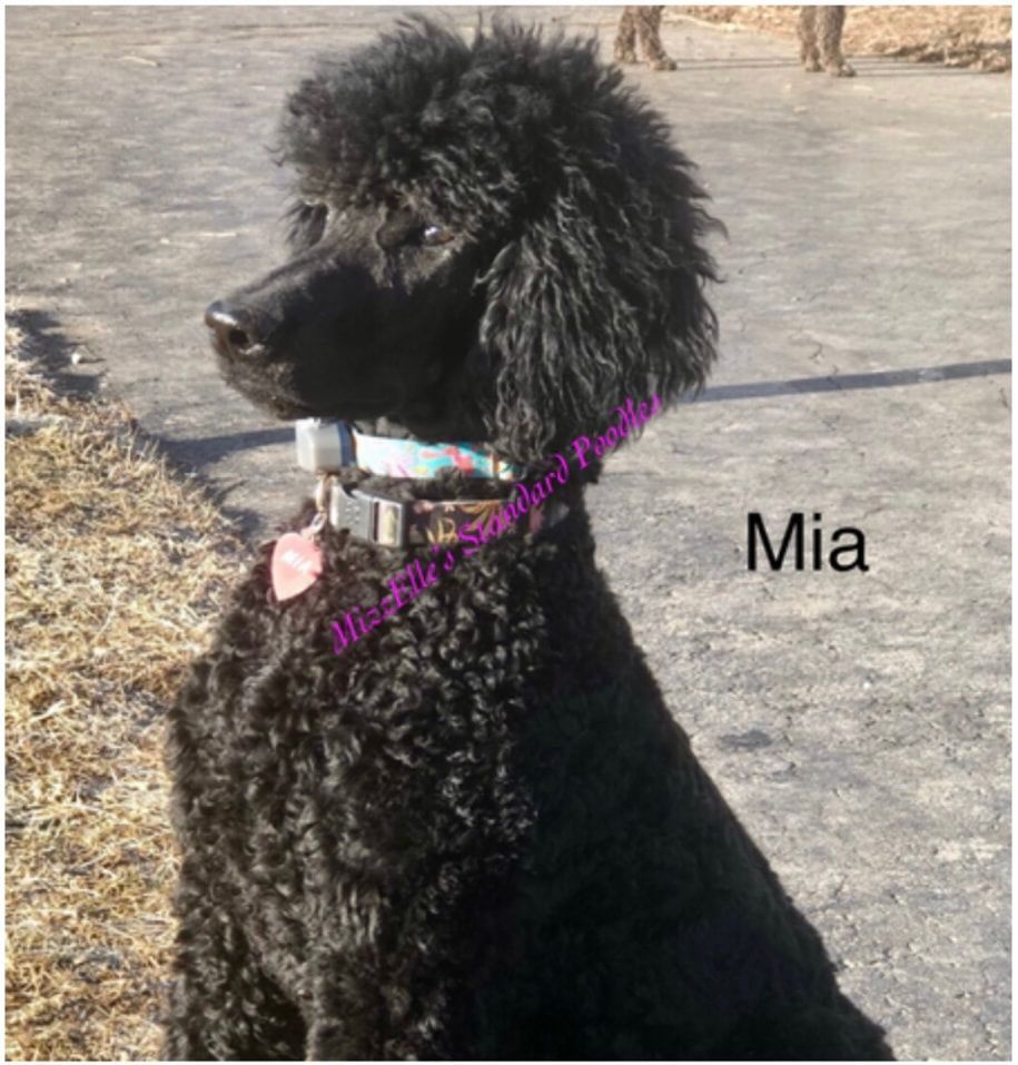 A black Standard Poodle puppy sitting on grass with a fancy colored collar.