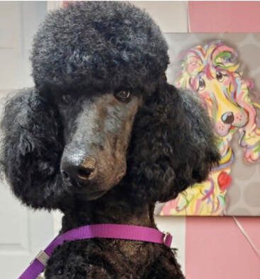 A black poodle wearing a purple leash is standing in front of a painting of a dog.