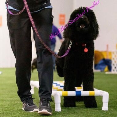 A person is walking a black standard poodle on a leash