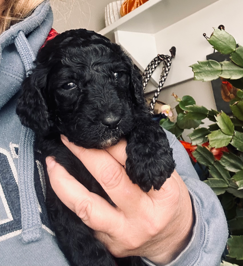 A person is holding a small black Standard Poodle puppy in their hands