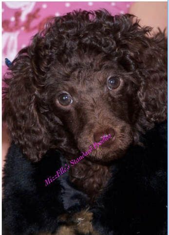 A close up of a brown poodle puppy looking at the camera.