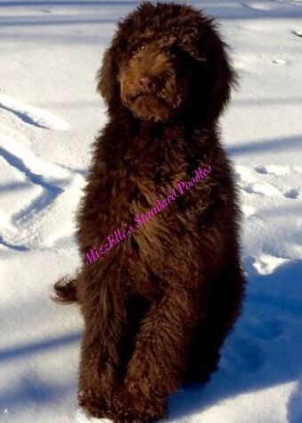 A brown poodle puppy is sitting in the snow.
