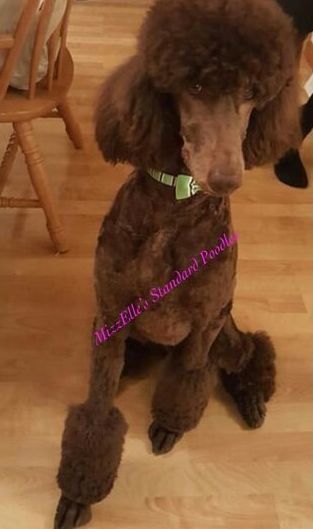A brown poodle is sitting on a wooden floor.