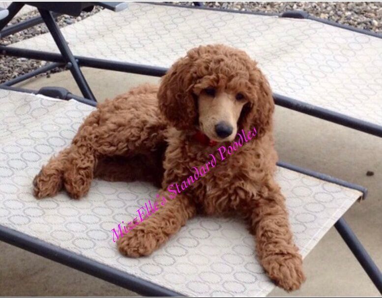 A small brown poodle is laying on a lawn chair