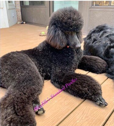 Two black poodles are laying on a wooden deck.