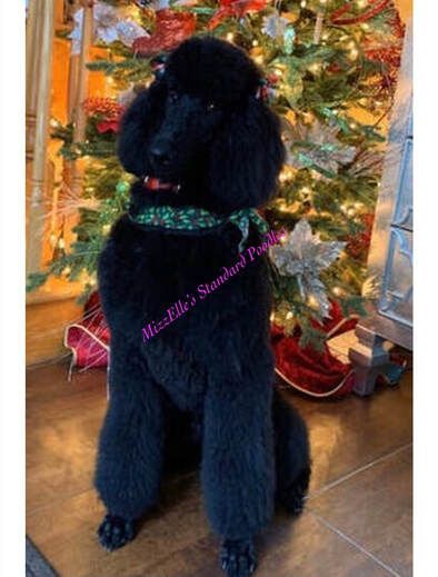 A black poodle is sitting in front of a christmas tree.