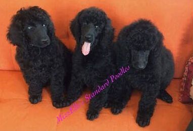 Three black poodles are sitting on an orange couch.